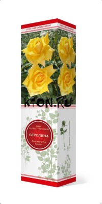 Роза чайно-гибридная Беролина (Rose Hybrid Tea Berolina)  