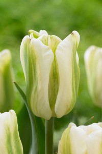 Тюльпан зеленоцветный Грин Спирит (Tulipa viridiflora Green Spirit)