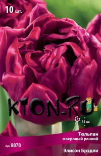 Тюльпан махровый ранний Элисон Брэдли (Tulipa double early Alison Bradley)