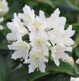 Рододендрон гибридный Канингемс Вайт (Rhododendron hybrida Cunningham`s White)