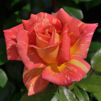 Роза чайно-гибридная Карибия (Rose Hybrid Tea Caribia)