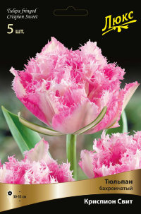 Тюльпан бахромчатый Криспион Свит (Tulipa fringed Crispion Sweet)