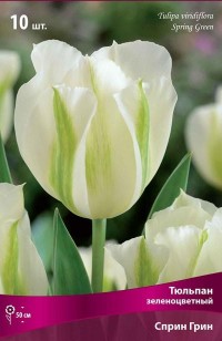 Тюльпан зеленоцветный Спринг Грин (Tulipa viridiflora Spring Green)