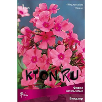 Флокс метельчатый Виндзор (Phlox paniculata Windsor)