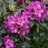 Рододендрон гибридный Лиз Дак Пёпл (Rhododendron hybrida Lee´s Dark Purple)