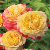 Роза чайно-гибридная Кордес Джубили (Rose Hybrid Tea Kordes’ Jubilee)