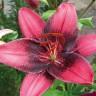 Лилия азиатская Танго Пепл Ай (Lilium asiatic Tango Purple Eye)