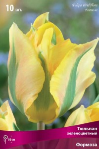 Тюльпан зеленоцветный Формоза (Tulipa viridiflora Formosa)