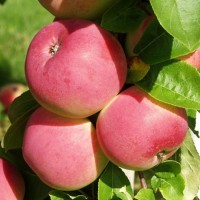 Яблоня Мелба (Malus domestica Melba)