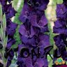 Гладиолус Волбит (Gladiolus Volbeat)