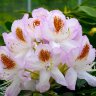 Рододендрон гибридный Миссис Т. Х. Ловински (Rhododendron hybrida Mrs. T. H. Lowinsky)