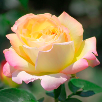 Роза чайно-гибридная Глория Дей (Пис) (Rose Hybrid Tea Gloria Dei)