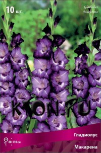 Гладиолус Макарена (Gladiolus Macarena)