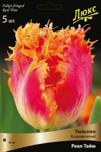 Тюльпан бахромчатый Реал Тайм (Tulipa fringed Real Time)