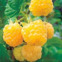 Малина Золотые купола