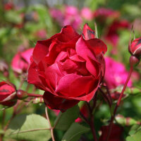 Роза парковая канадская Аделаида Худлес (Park Canadian rose Adelaide Hoodless)