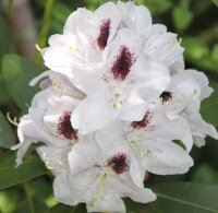 Рододендрон гибридный Сафо (Rhododendron hybrida Sappho)