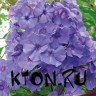 Флокс метельчатый Блу Парадайз (Phlox paniculata Blue Paradise)