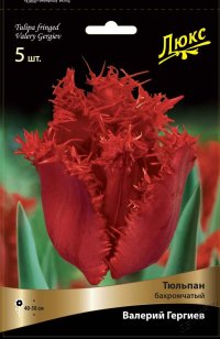 Тюльпан бахромчатый Валерий Гергиев (Tulipa fringed Valery Gergiev)