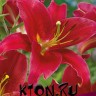 Лилия восточная Арабиан Ред (Lilium oriental Arabian Red)