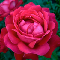 Роза чайно-гибридная Дам де Кер (Rose Hybrid Tea Dame de Coeur)