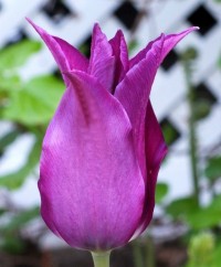 Тюльпан лилиецветный Пепл Дрим (Tulipa lilyflowered Purple Dream)
