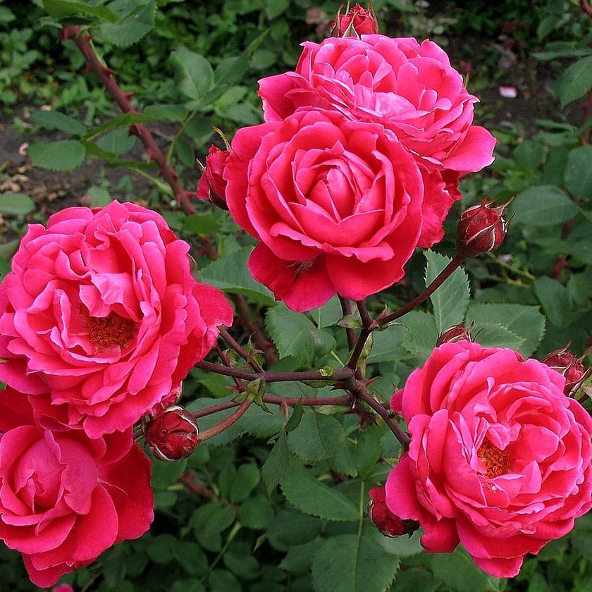 Парковые розы Александр Маккензи купить в интернет магазине Ктон