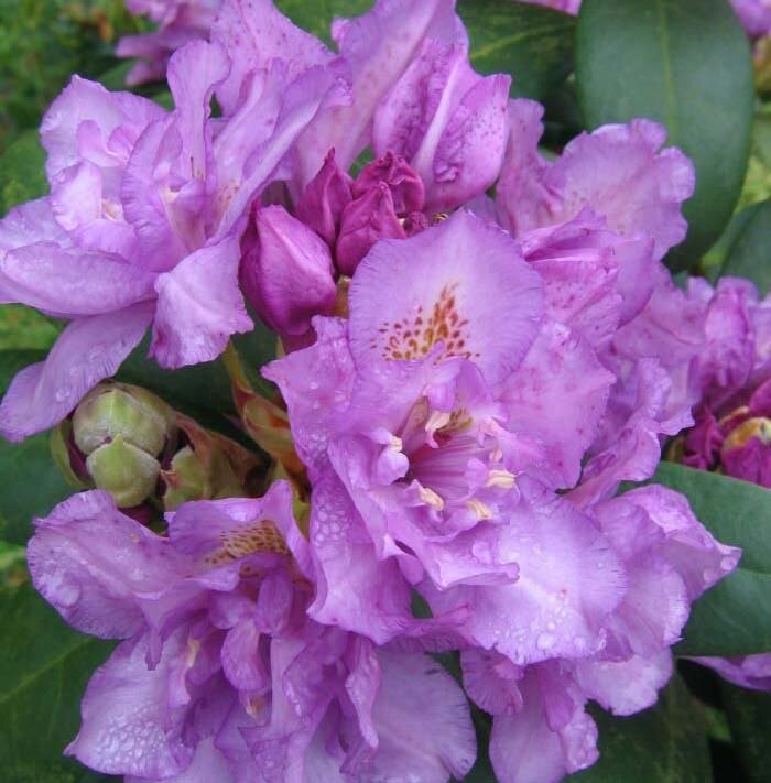 Рододендрон гибридный Фастуосум Флоре Плено (Rhododendron hybrida Fastuosum flore pleno)
