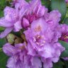 Рододендрон гибридный Фастуосум Флоре Плено (Rhododendron hybrida Fastuosum flore pleno)