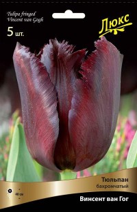 Тюльпан бахромчатый Винсент ван Гог (Tulipa fringed Vincent van Gogh)