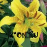 Лилия ОТ гибрид Голд Класс (Lilium OT hybrid Gold Class) 