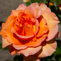 Роза чайно-гибридная Дорис Тистерман (Rose Hybrid Tea Doris Tysterman)