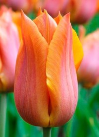 Тюльпан лилиецветный Рикуест (Tulipa lilyflowered Request)