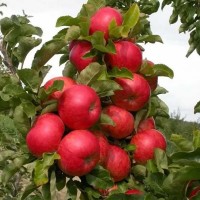 Яблоня колонновидная Пьедестал (Malus domestica Pedestal column)