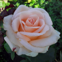 Роза чайно-гибридная Осиана (Rose Hybrid Tea Osiana)