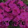Флокс метельчатый Ред Файер (Phlox paniculata Red Fire)