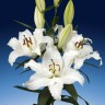 Лилия восточная Астериан (Lilium oriental Asterian)