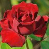 Роза чайно-гибридная Ингрид Бергман (Rose Hybrid Tea Ingrid Bergman) 