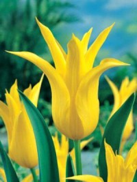 Тюльпан лилиецветный Флэшбэк (Tulipa lilyflowered Flashback)