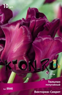 Тюльпан попугайный Викториас Сикрет (Tulipa parrot Victorias Secret)