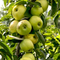 Яблоня колонновидная Статистика (Malus domestica Statistica column)
