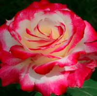 Роза чайно-гибридная Дабл Делайт (Rose Hybrid Tea Double Delight)