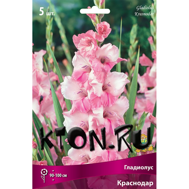 Гладиолус Краснодар (Gladiolus Krasnodar)