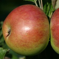 Яблоня колонновидная Сенатор (Malus domestica Senator column)
