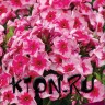 Флокс метельчатый Старс энд Страйпс (Phlox paniculata Stars and Stripes)