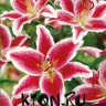Лилия восточная Барбадос (Lilium oriental Barbados)