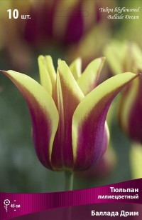 Тюльпан лилиецветный Баллада Дрим (Tulipa lilyflowered Ballade Dream)