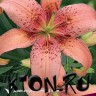 Лилия азиатская Морфо Пинк (Lilium asiatic Morpho Pink)