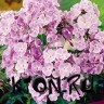 Флокс метельчатый Мисс Келли (Phlox paniculata Miss Kelli)