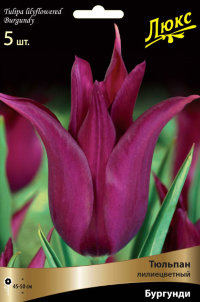 Тюльпан лилиецветный Бургунди (Tulipa lilyflowered Burgundy)
